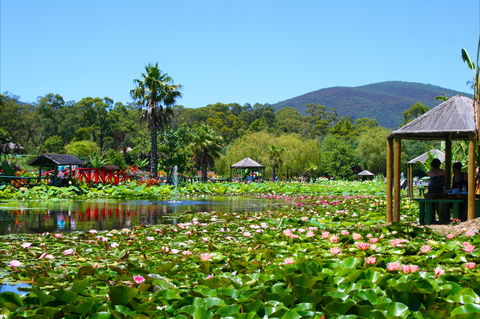 Blue Lotus Water Garden - Hotel NSW 1