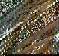 Bundagaree Rainforest Walk - Hotel NSW