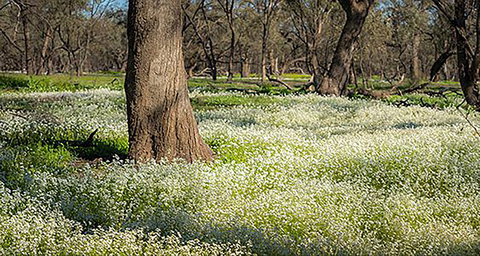 Leaghur State Park - Hotel NSW 0