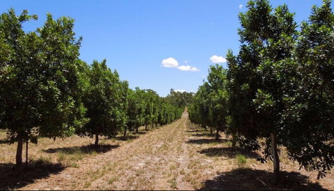 MacNuts WA Shop And Factory - Hotel NSW 0
