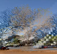 Old Boab Tree in Cavenagh Street - Hotel NSW