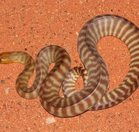 Red Desert Reptiles - Hotel NSW