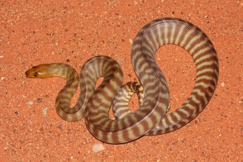Red Desert Reptiles - Hotel NSW 0