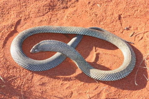 Red Desert Reptiles - Hotel NSW 1