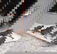 The Patriarch Wildlife Sanctuary - Hotel NSW