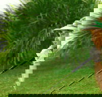 Whitsunday Green Club Golf - Hotel NSW