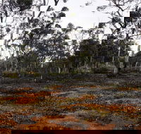 Woylie Walk Dryandra Woodland - Hotel NSW