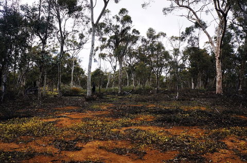 Woylie Walk, Dryandra Woodland - Hotel NSW 0