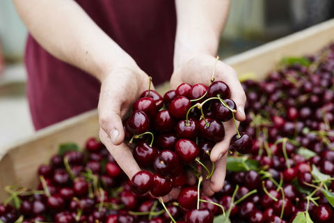Yarra Valley Cherries - Hotel NSW 0