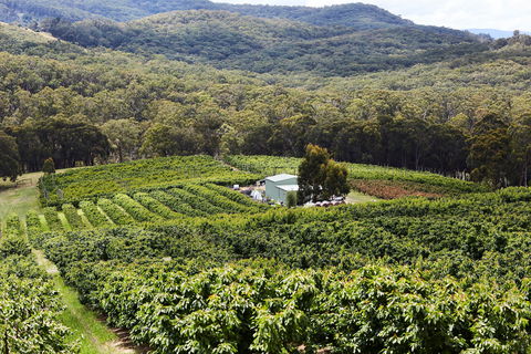 Yarra Valley Cherries - Hotel NSW 2