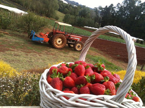 Blue Hills Berries And Cherries - Hotel NSW 0