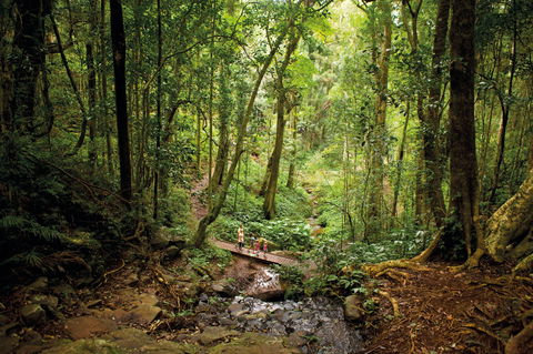 Bunya Mountains National Park - Hotel NSW 1