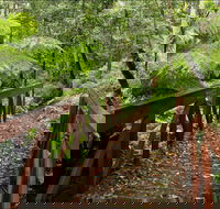 Goodenia Rainforest Walking Track - Hotel NSW