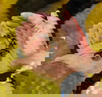 Irukandji Shark and Ray Encounters - Hotel NSW