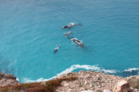 Nullarbor National Park - Hotel NSW 0