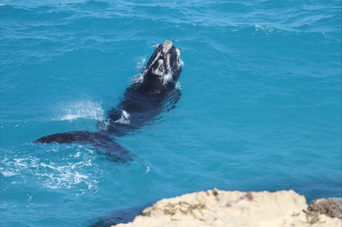 Nullarbor National Park - Hotel NSW 2