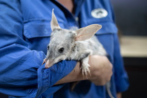 9 Day Outback Adventure - Hotel NSW 0