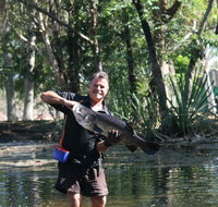 Barra Feeding - Hotel NSW
