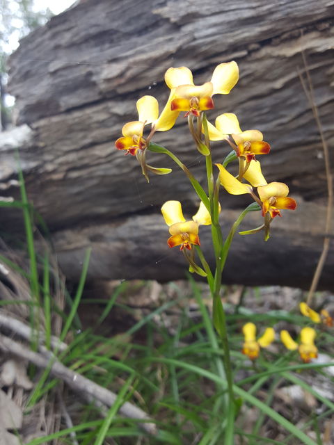 Dawn Atwell Nature Reserve - Hotel NSW 0