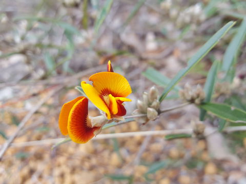 Dawn Atwell Nature Reserve - Hotel NSW 1