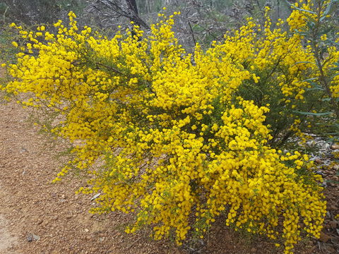 Dawn Atwell Nature Reserve - Hotel NSW 2