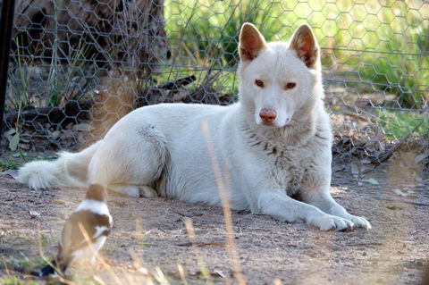 Durong Dingo Sanctuary - Hotel NSW 0