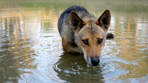 Durong Dingo Sanctuary - Hotel NSW 1
