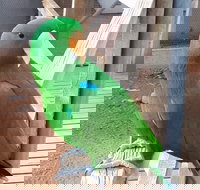 Eyre Reptile  Wildlife Park - Hotel NSW