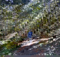 Lyrebird Circuit Walk - Hotel NSW