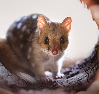 Mulligans Flat Woodland Sanctuary - Hotel NSW