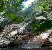 Wirrawilla Rainforest Walk - Hotel NSW