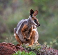 Arkaroola Wilderness Sanctuary - Hotel NSW