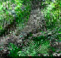 Djiru National Park - Hotel NSW