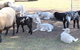 Haigslea EWE Nique Hobby Farm - thumb 1
