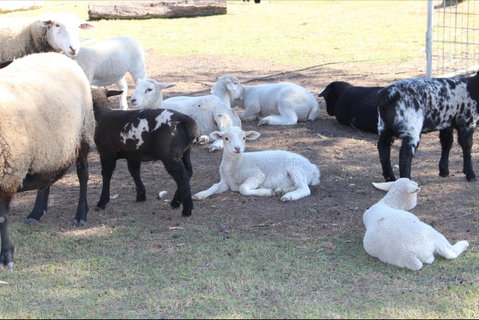 Haigslea EWE Nique Hobby Farm - Hotel NSW 1