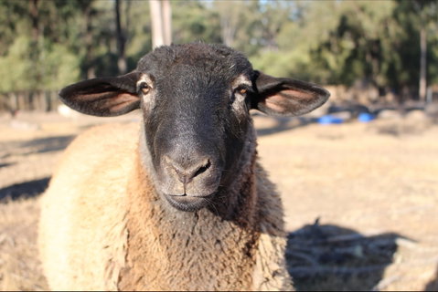 Haigslea EWE Nique Hobby Farm - Hotel NSW 2