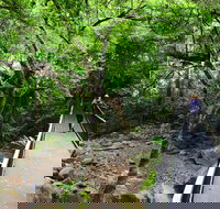 Rainforest Loop Walk Budderoo National Park