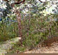 Yango Walking Track - Hotel NSW
