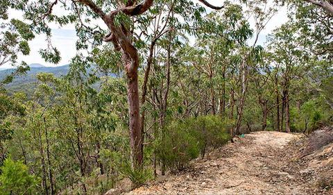 Yango Walking Track - Hotel NSW 0
