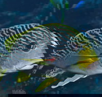 Beaver Reef Dive Site - Hotel NSW