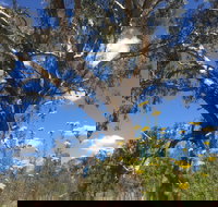 Euroa Arboretum - Hotel NSW