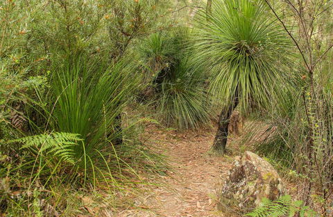 Grass Tree Circuit - Hotel NSW 0