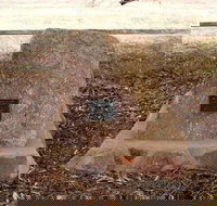 May Gibbs Tree - Hotel NSW