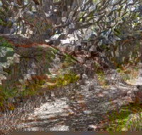 Middle Lagoon Walking Track - Hotel NSW