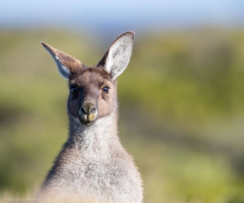 The Sole Walk At Hillocks Drive - Hotel NSW 1