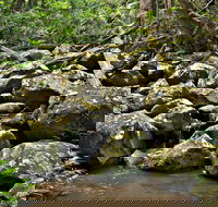 Booyong Walking Track - Hotel NSW