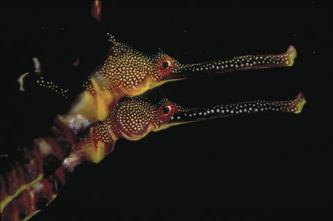 Eagle Rock Marine Sanctuary - Hotel NSW 0