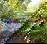 Endeavour Fern Gully Walks - Hotel NSW