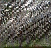 Lookout Hill  Circuit Walk - Hotel NSW