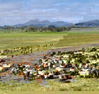 Marlborough - Hotel NSW